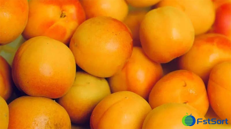 images/1723622211734apricots sorting.jpg